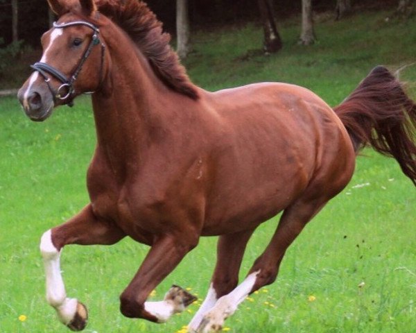 dressage horse Amicello 42 (Oldenburg, 2013, from Antango du Feuillard)