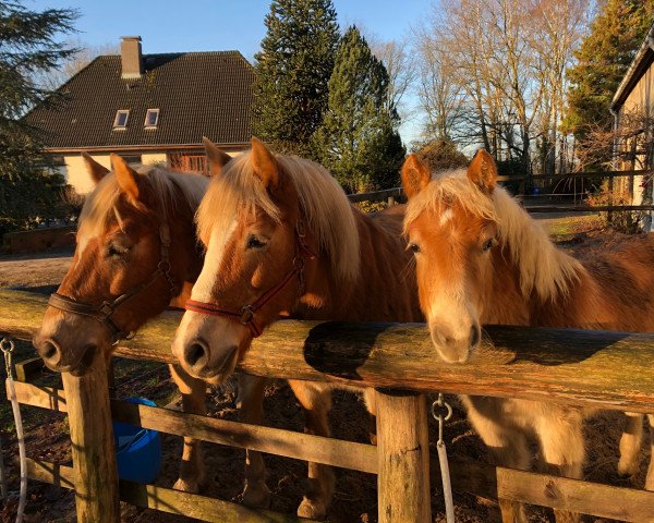 horse Utaja-M (Haflinger, 2018, from Wirbelsturm-P)