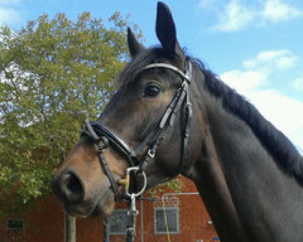 horse Syvaron (Trakehner, 2009, from King Arthur TSF)