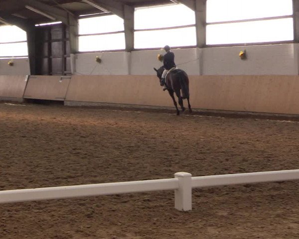Reitturnier Datteln 2017
