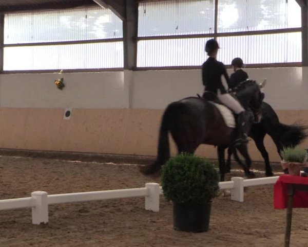 Reitturnier Datteln 2017
