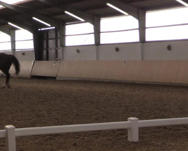 Reitturnier Datteln 2017