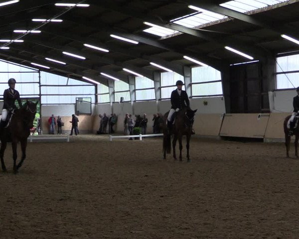 Reitturnier Datteln 2017