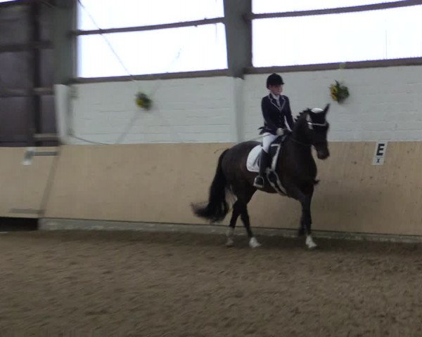 Reitturnier Datteln 2017