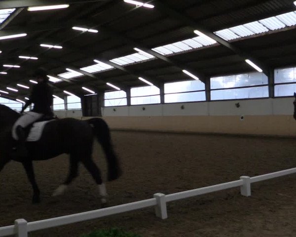 Reitturnier Datteln 2017