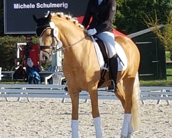 stallion Wischhoffs Otto (German Riding Pony, 2014, from High Flow's Oxford)