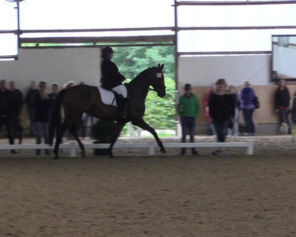 Reitturnier Datteln 2017