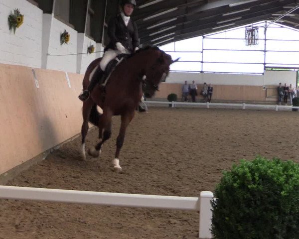 Reitturnier Datteln 2017