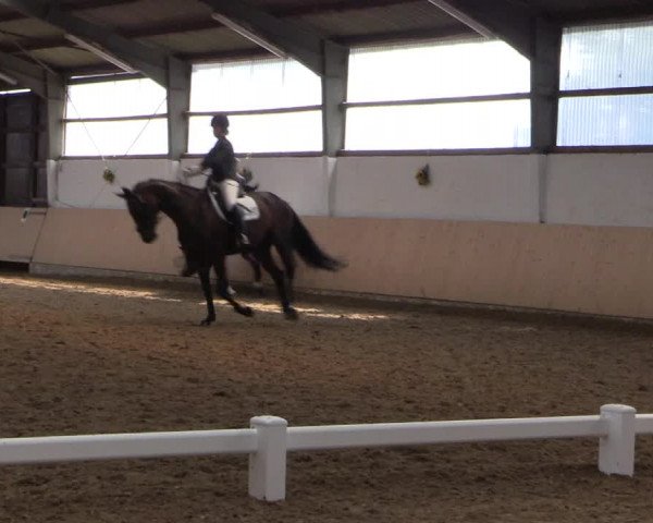 Reitturnier Datteln 2017