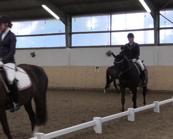 Reitturnier Datteln 2017