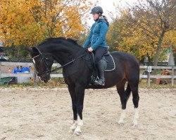 jumper Escudo 24 (Hanoverian, 1996, from Escudo I)