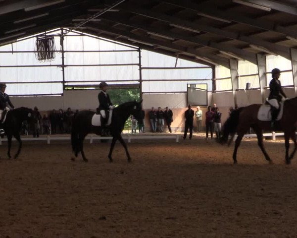 Reitturnier Datteln 2017