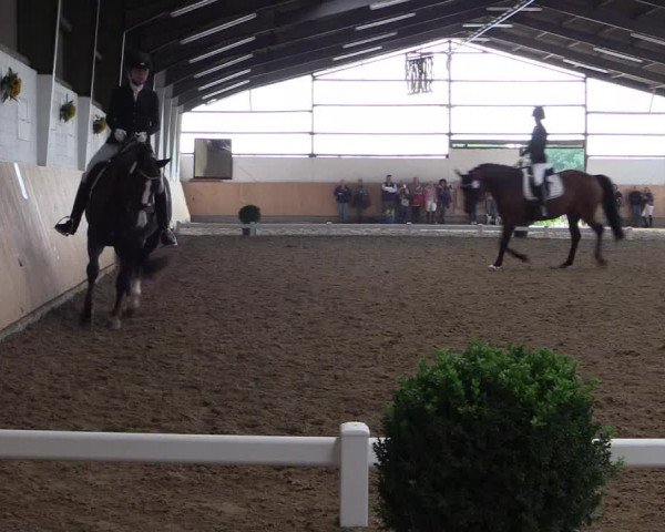 Reitturnier Datteln 2017
