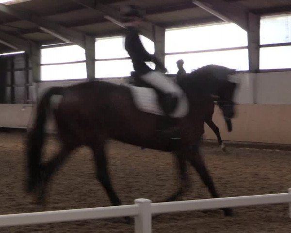 Reitturnier Datteln 2017