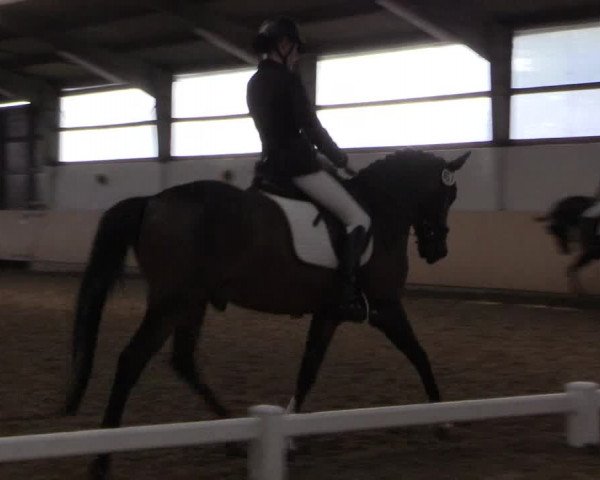Reitturnier Datteln 2017