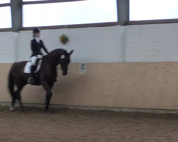 Reitturnier Datteln 2017
