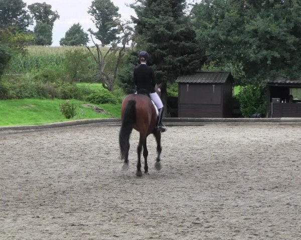 Reitturnier Datteln 2017