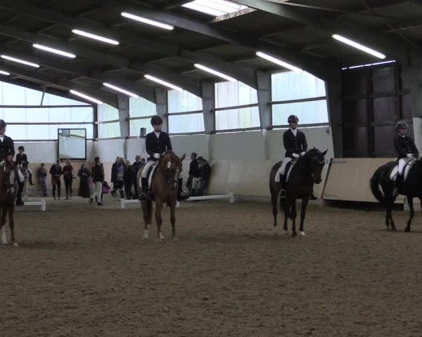 Reitturnier Datteln 2017