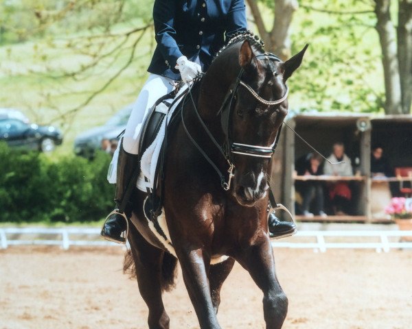 dressage horse Sammy Davis Junior 6 (Oldenburg, 2006, from Samarant)