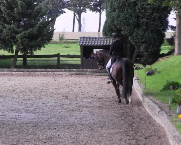Reitturnier Datteln 2017