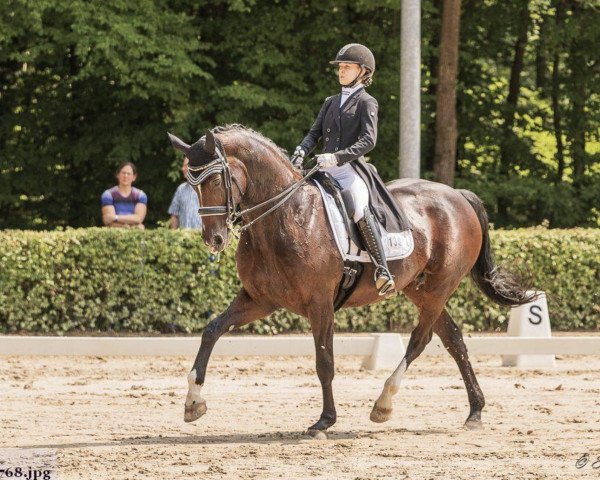 Zuchtstute Gucci van het Bloemenhof (Belgisches Warmblut, 2006, von Diamond Hit)
