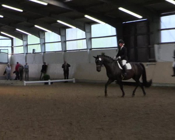 Reitturnier Datteln 2017