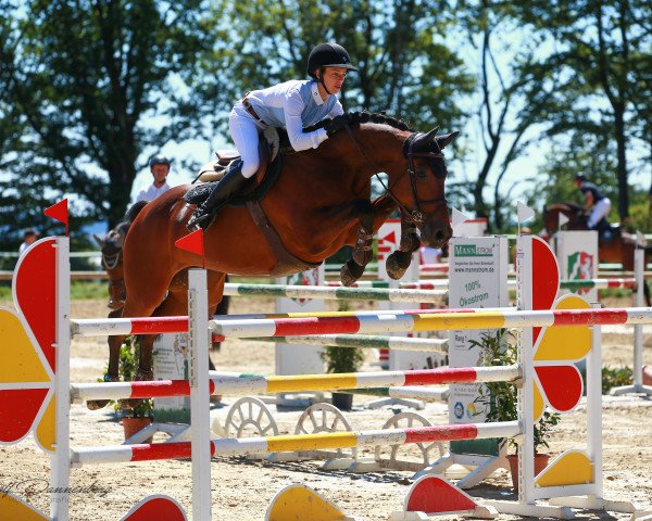 Springpferd Amika 19 (Holsteiner, 2008, von Cristo)