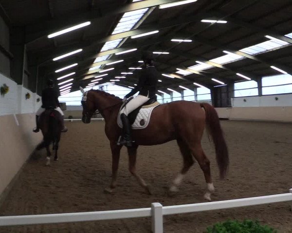 Reitturnier Datteln 2017