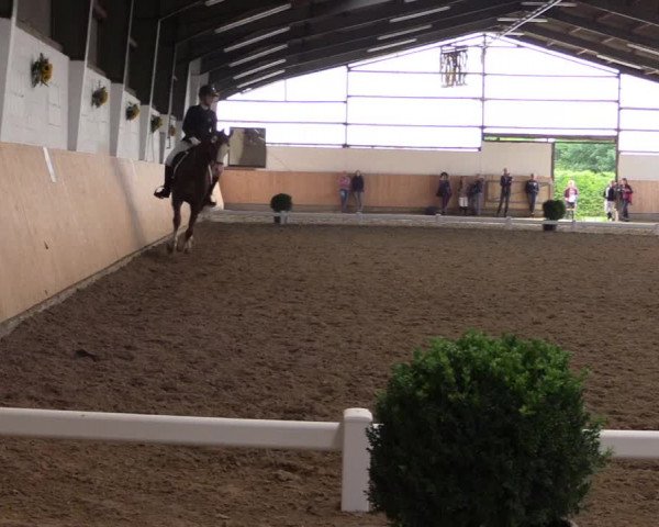 Reitturnier Datteln 2017