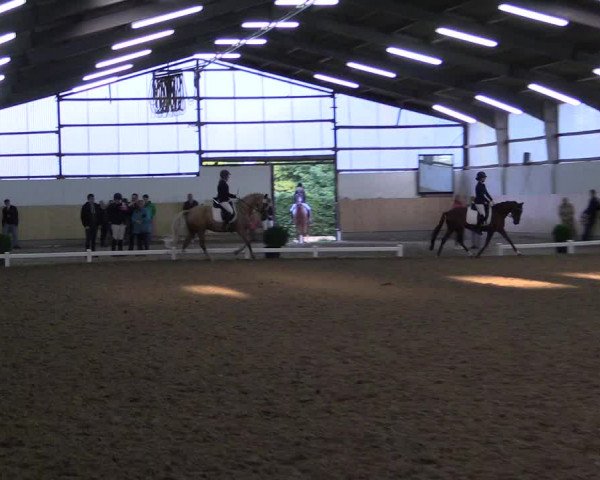 Reitturnier Datteln 2017
