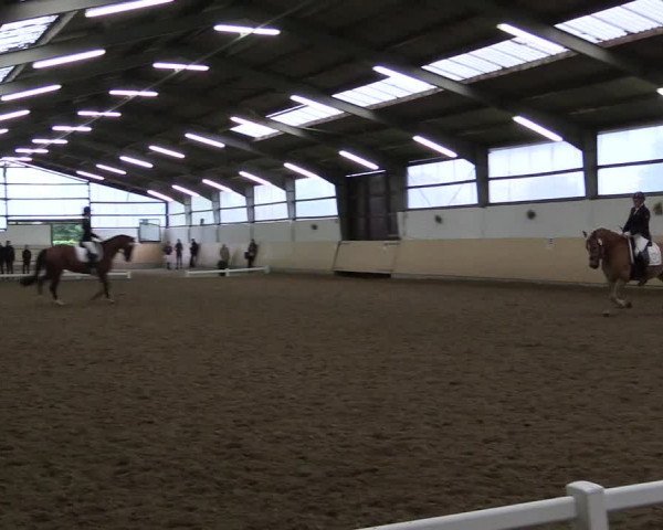 Reitturnier Datteln 2017