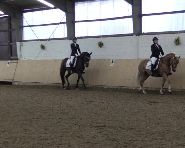 Reitturnier Datteln 2017