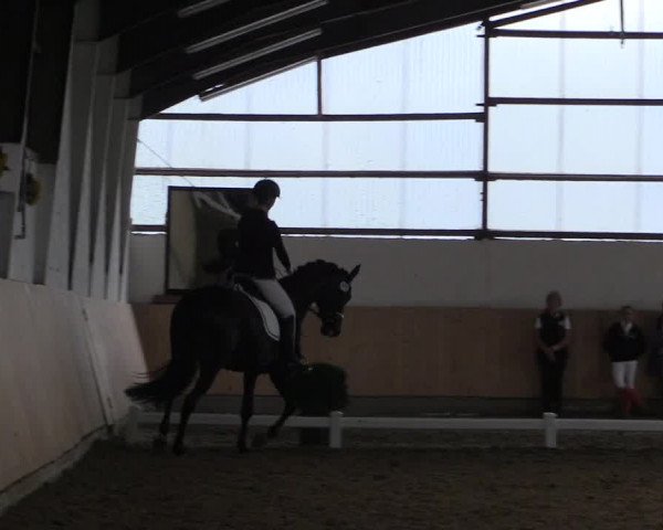 Reitturnier Datteln 2017