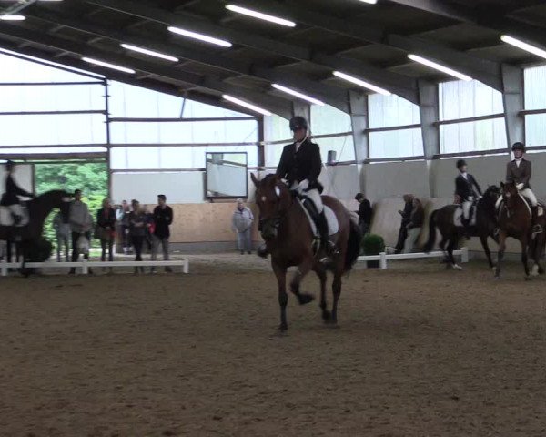Reitturnier Datteln 2017