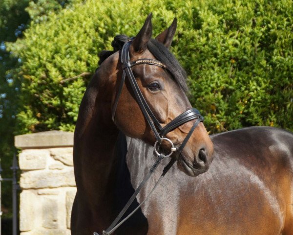 dressage horse Riccino (Westphalian, 2010, from Riccio)