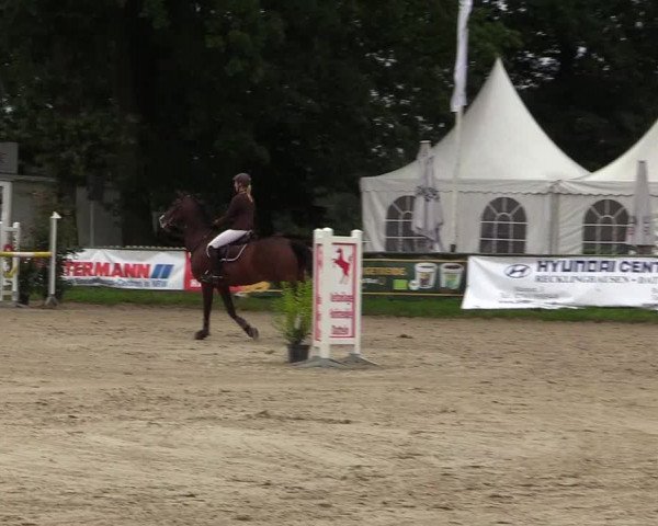Reitturnier Datteln 2017