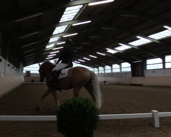 Reitturnier Datteln 2017