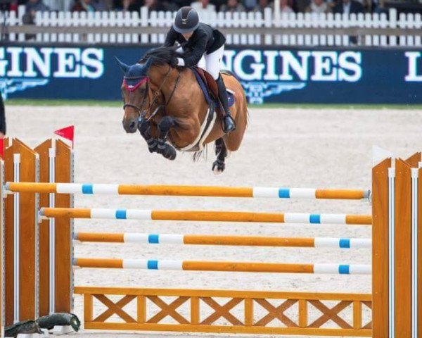 jumper Sabech d'Ha (Selle Français, 2006, from Qredo de Paulstra)