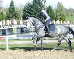 Springpferd Petit Francois (Mecklenburger, 2012, von Un Avenir Des Peux)
