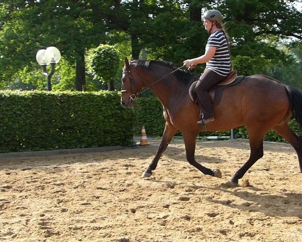 horse Wallaby's Boy F (Hanoverian, 2005, from Worldly I)