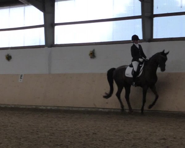 Reitturnier Datteln 2017