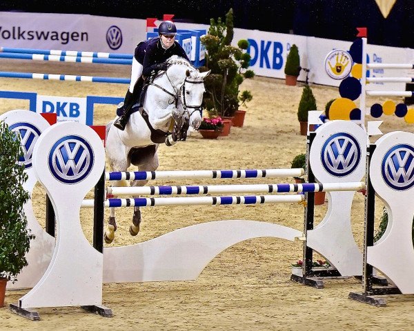 horse Q-Ling Horsenaes (Danish Warmblood,  , from Quite Easy I)
