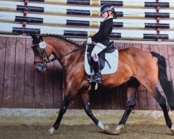 broodmare Normandie 51 (German Riding Pony, 2005, from Topnatrejo)