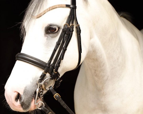 dressage horse Simsalabim (German Riding Pony, 2004, from Cinzano's Son) dressage horse Simsalabim (German Riding Pony, 2004, from Cinzano's Son)