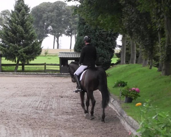 Reitturnier Datteln 2017