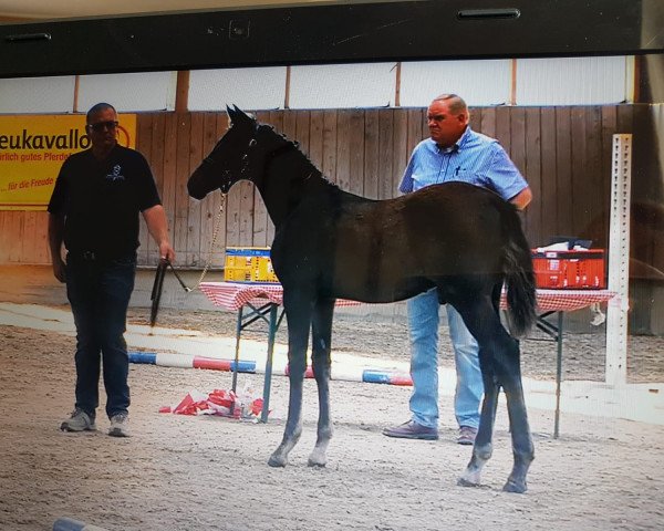 horse Orion EU (Holsteiner, 2018, from Origi D'o)