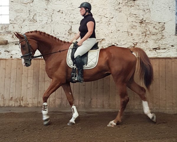 horse Cressida (Hanoverian, 2014, from Crazy true Colour)