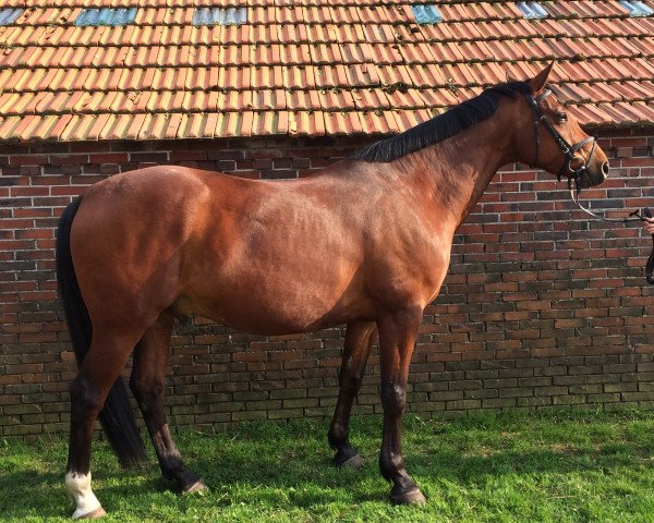 jumper Carico (Oldenburg, 2006, from Carry Gold)