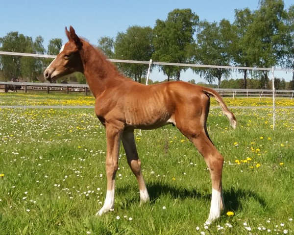 horse Doc Cool R (Oldenburg, 2018, from DeLorean)