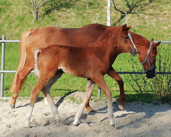 horse Bollywood (German Sport Horse, 2018, from Blue Hors Baron)